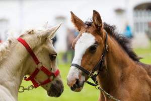 @ Suur Hobupaev 2015 Palmse moisas Foto: Kylli Tedre / www.kyllitedre.com